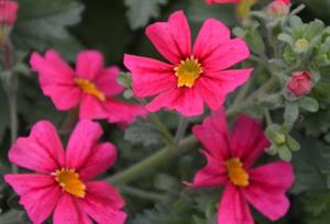 Jamesbrittenia Jammin’ ‘Coral’